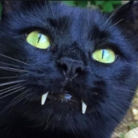 黑貓貓喵喵