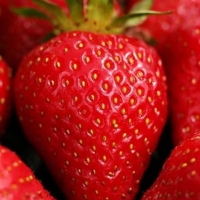 草莓莓千層